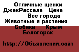 Отличные щенки ДжекРассела › Цена ­ 50 000 - Все города Животные и растения » Собаки   . Крым,Белогорск